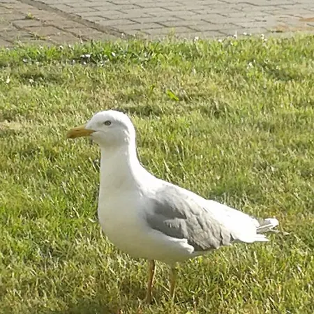 85 Im Duenenpark Appartamento